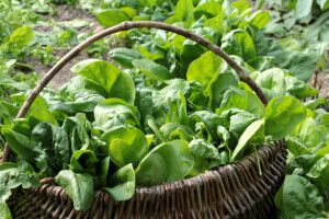 MukerjiLaw AMYS KITCHEN RECALLED 70000 FROZEN MEALS THAT MAY CONTAIN CONTAMINATED SPINACH