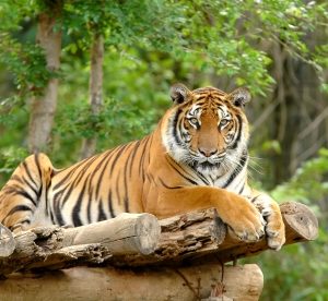 MukerjiLaw DO I HAVE A CASE FOR MY CHILDS INJURY AT THE ZOO 300x276