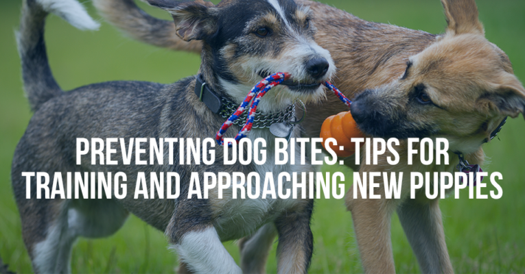 MukerjiLaw PREVENTING DOG BITES TIPS FOR TRAINING AND APPROACHING NEW PUPPIES