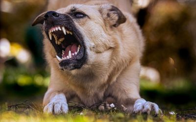 2 Injured and 1 Killed In A Houston Pit Bull Dog Attack - Mukerji Law