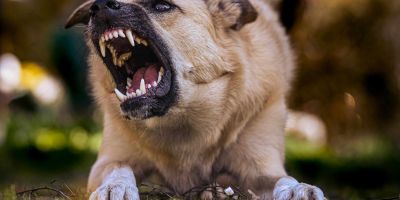 2 Injured and 1 Killed In A Houston Pit Bull Dog Attack - Mukerji Law